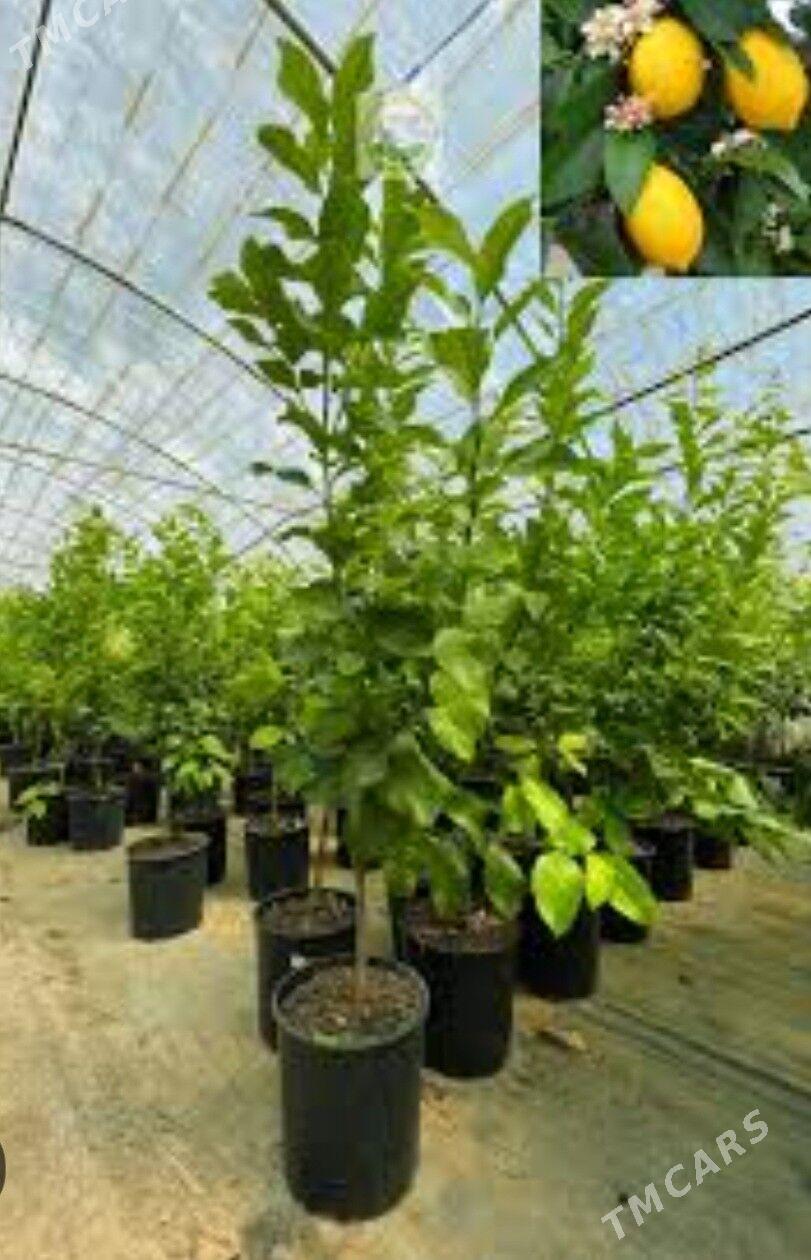 TURK NAHAL APELSIN - Änew - img 8