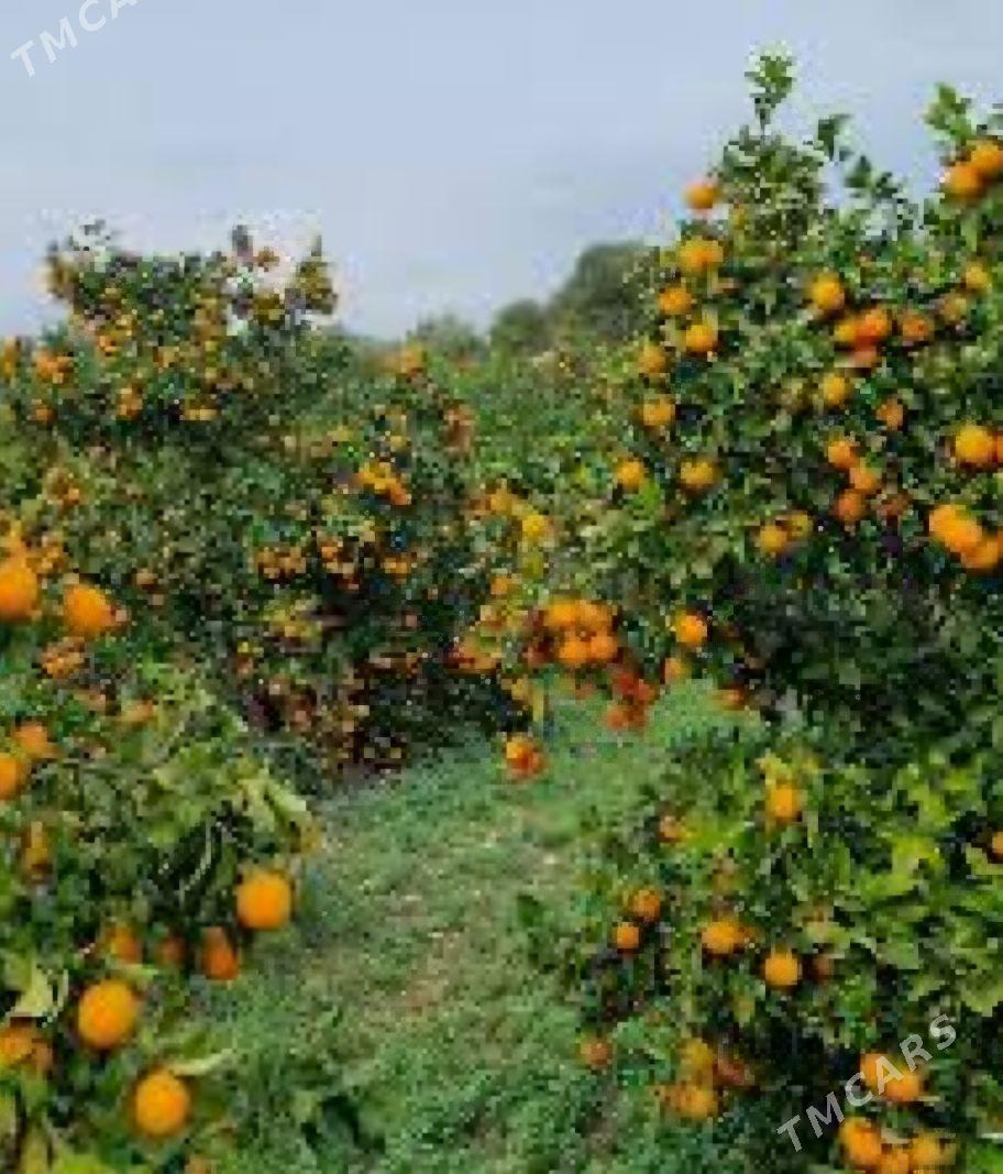 TURK NAHAL APELSIN - Änew - img 5