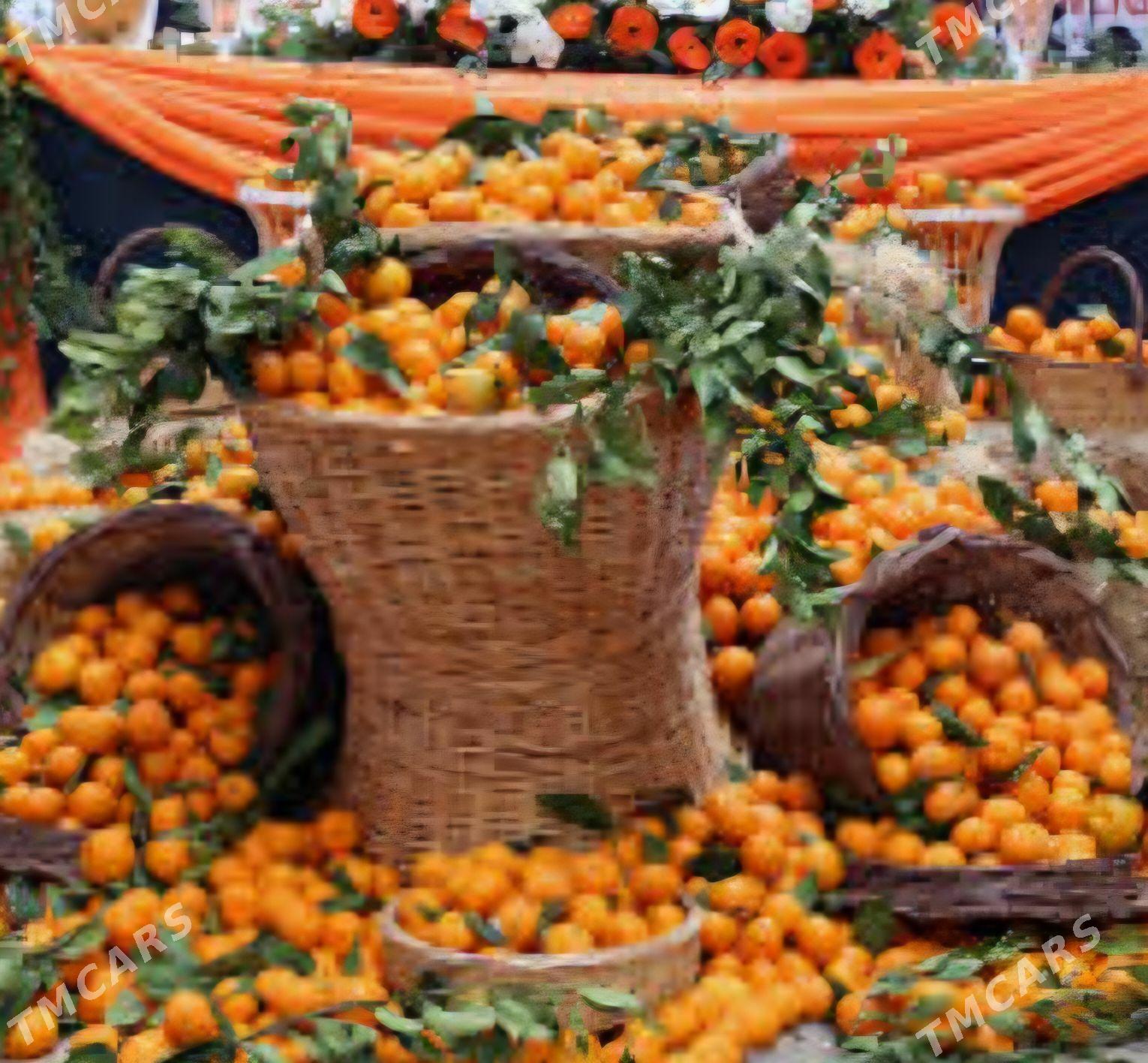 TURK NAHAL APELSIN - Änew - img 9