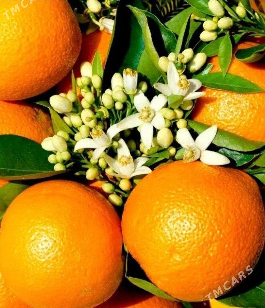 TURK NAHAL APELSIN - Änew - img 7