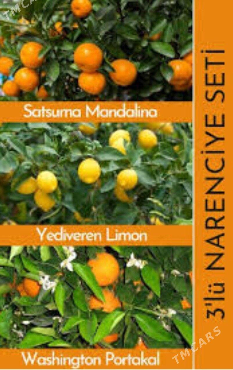 TURK NAHAL APELSIN - Änew - img 6