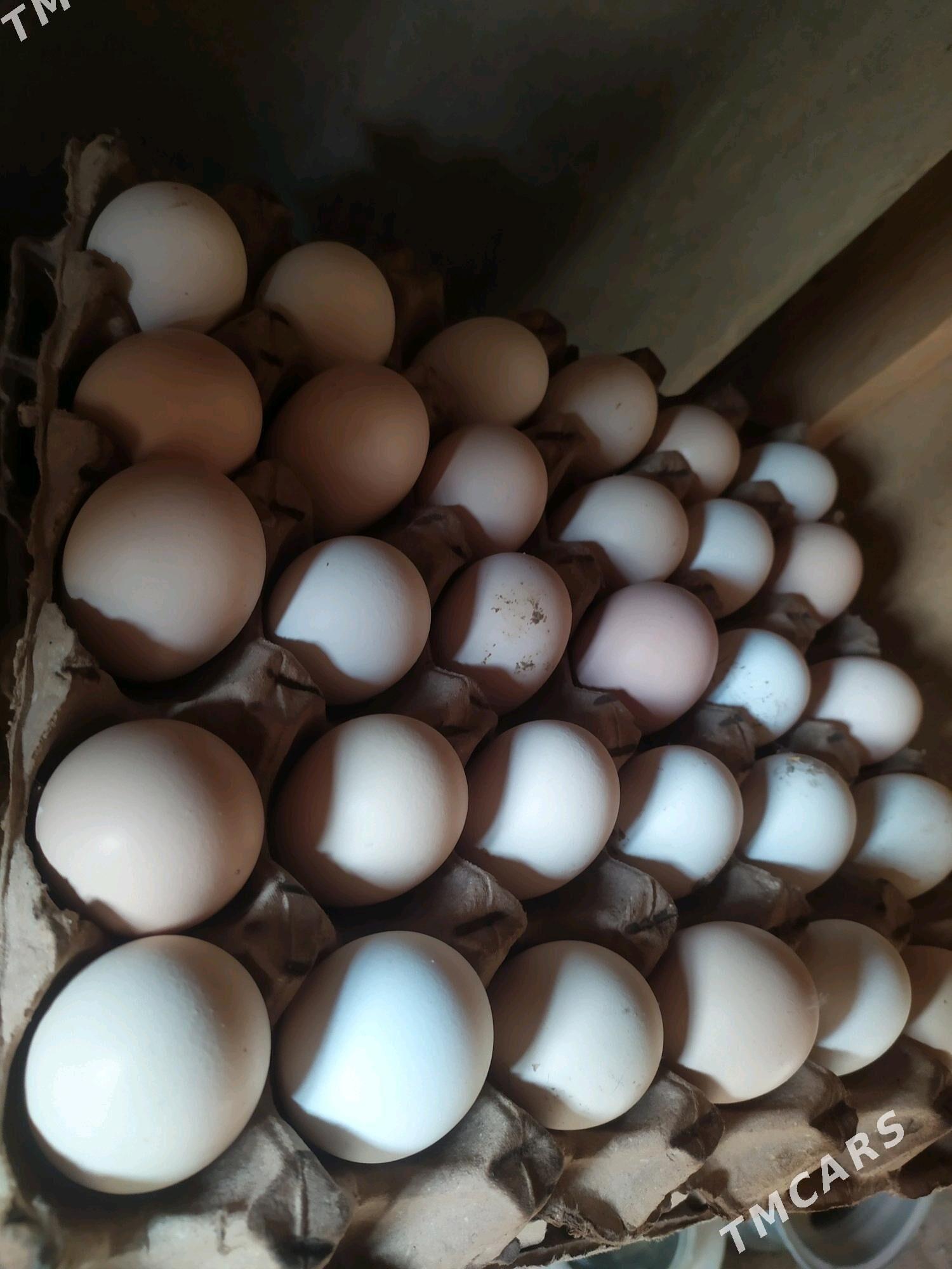 towuk ýumurtgasy - Бузмеин - img 3