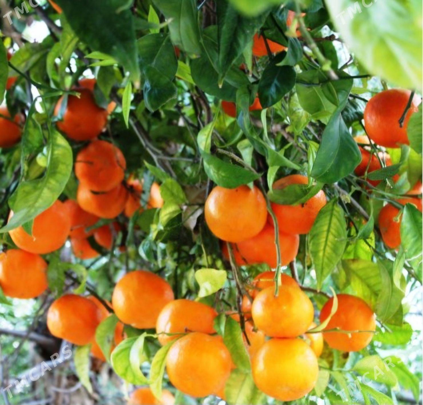 TURK NAHAL APELSIN - Änew - img 3