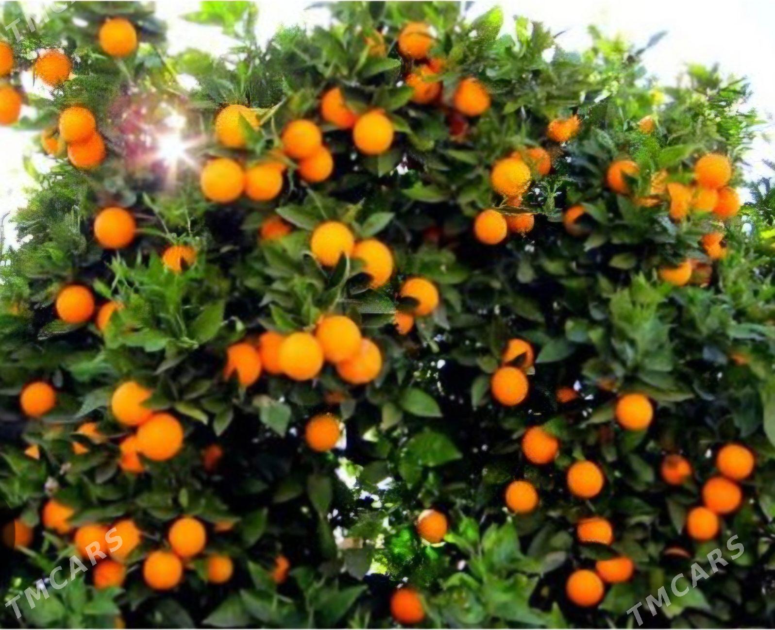 TURK NAHAL APELSIN - Änew - img 4