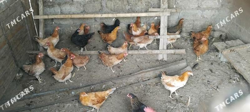 towuk ýumurtgasy - Бузмеин - img 2