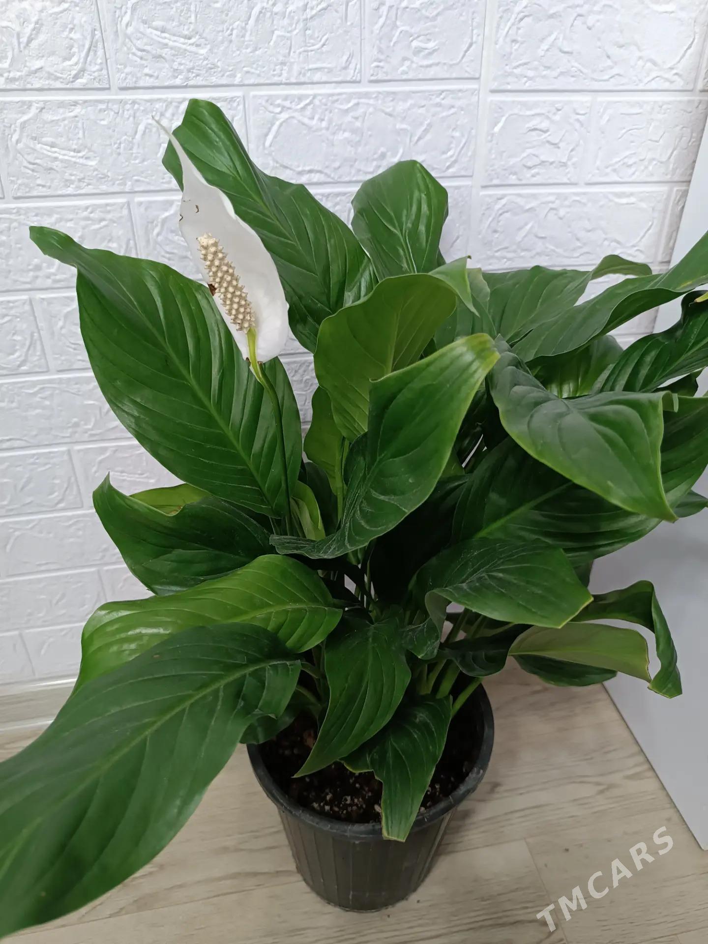 СПАТИФИЛЛИУМ - Aşgabat - img 1