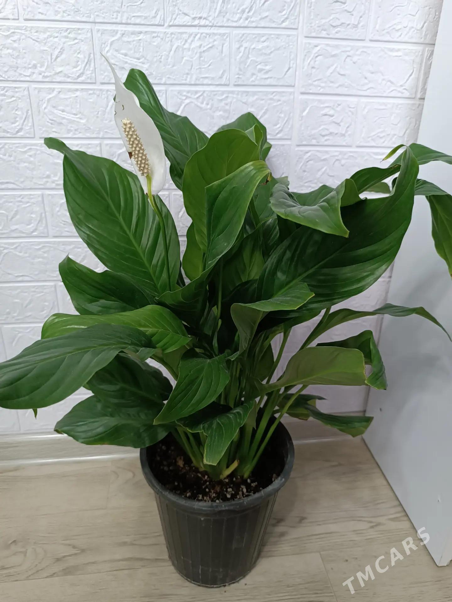 СПАТИФИЛЛИУМ - Aşgabat - img 3