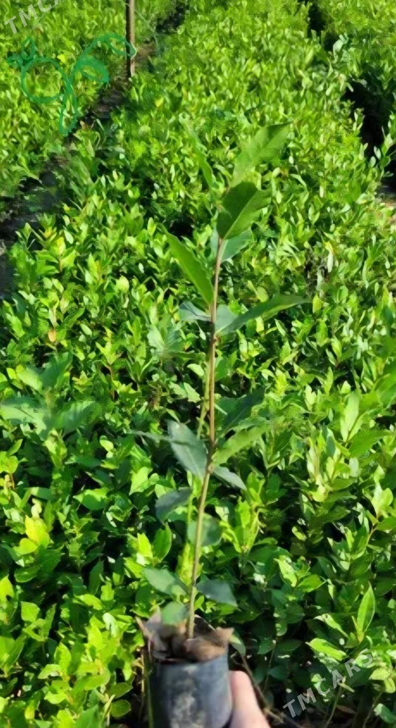 TURK NAHAL LAWROWIY LIST - Änew - img 3