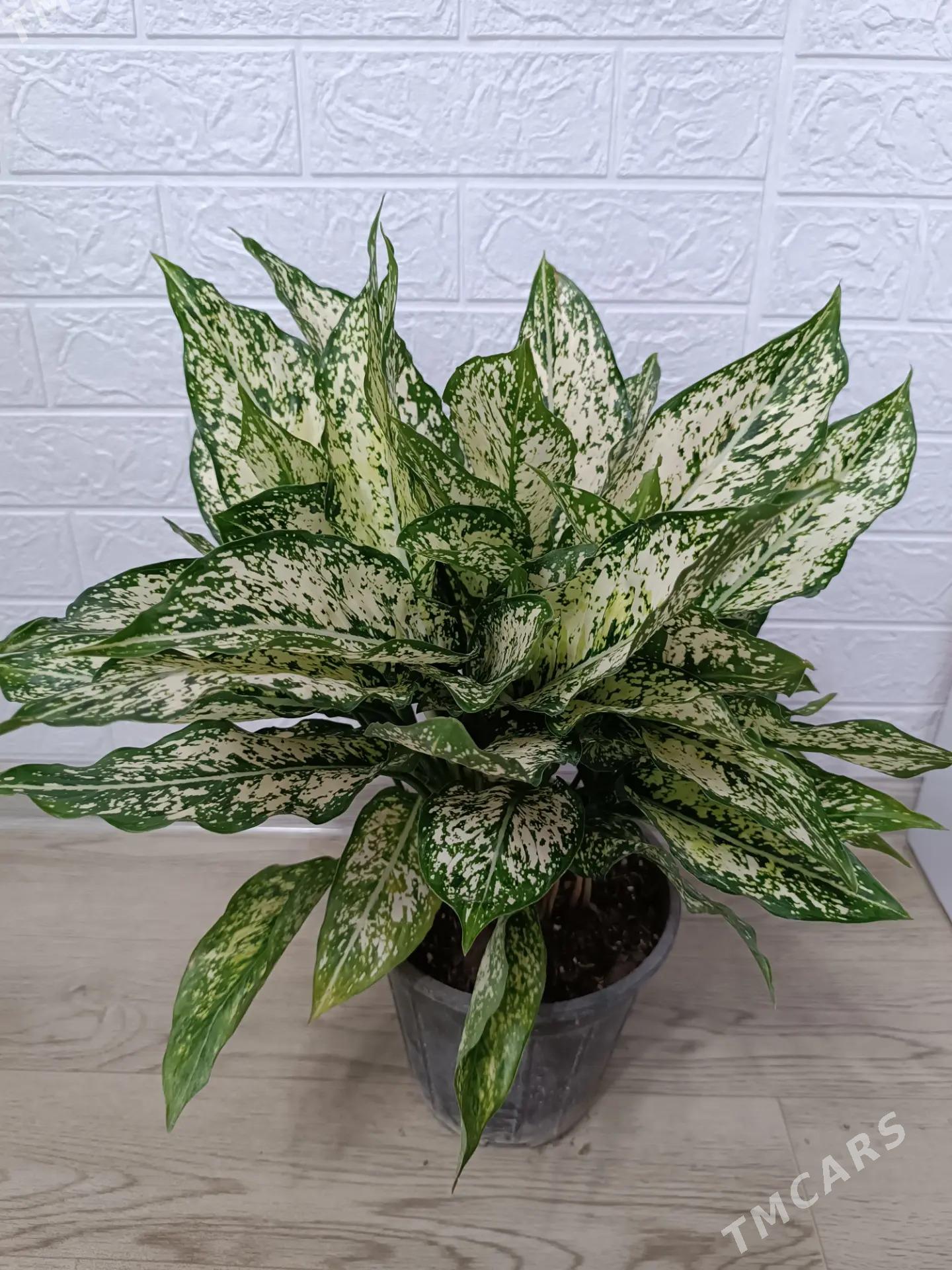 АГЛАОНЕМА ДАЙМОНД - Aşgabat - img 2