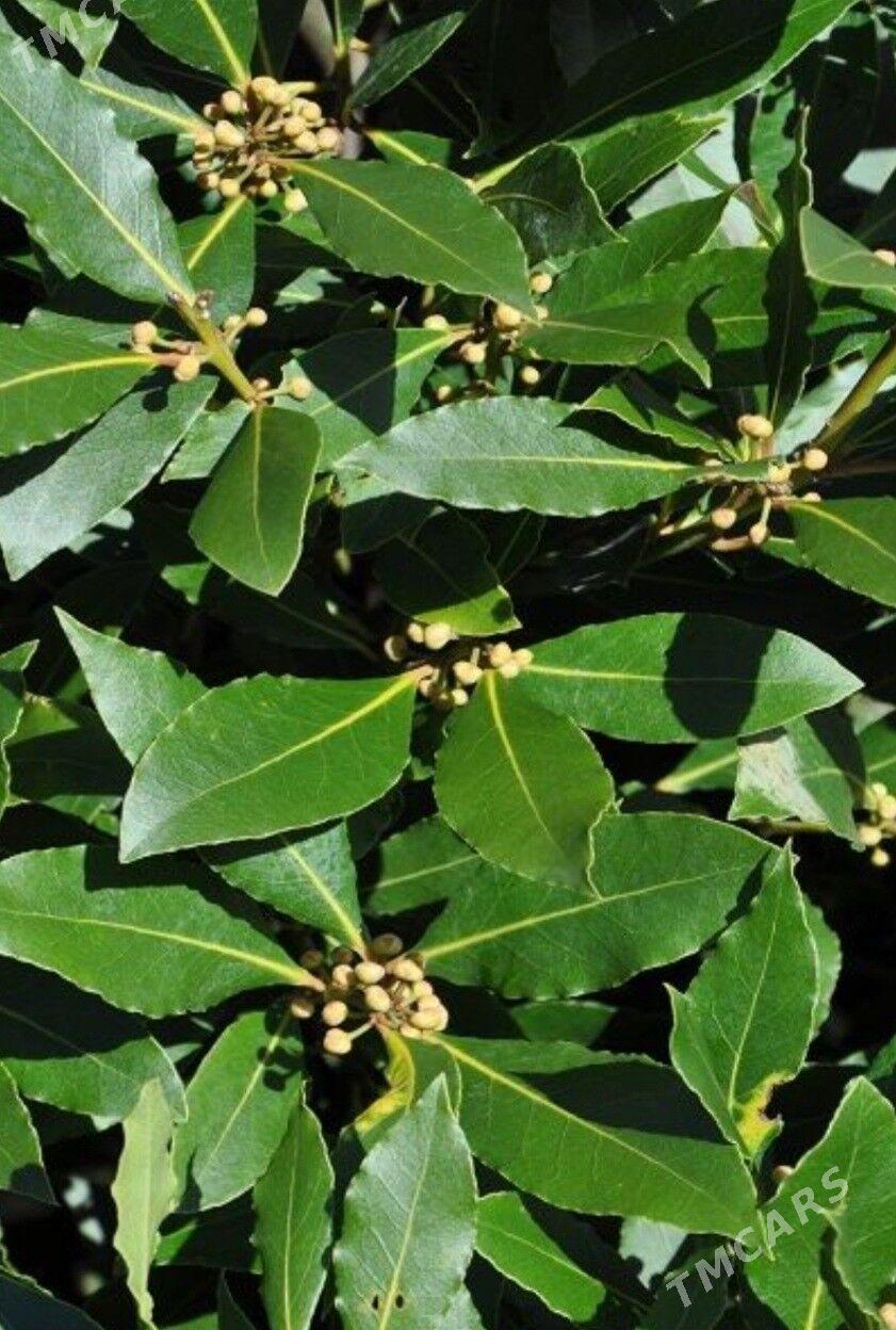 TURK NAHAL LAWROWIY LIST - Änew - img 5