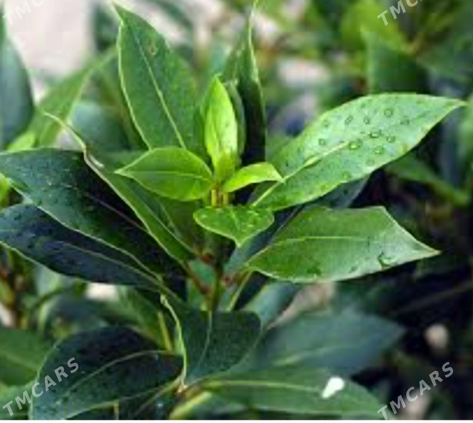 TURK NAHAL LAWROWIY LIST - Änew - img 1