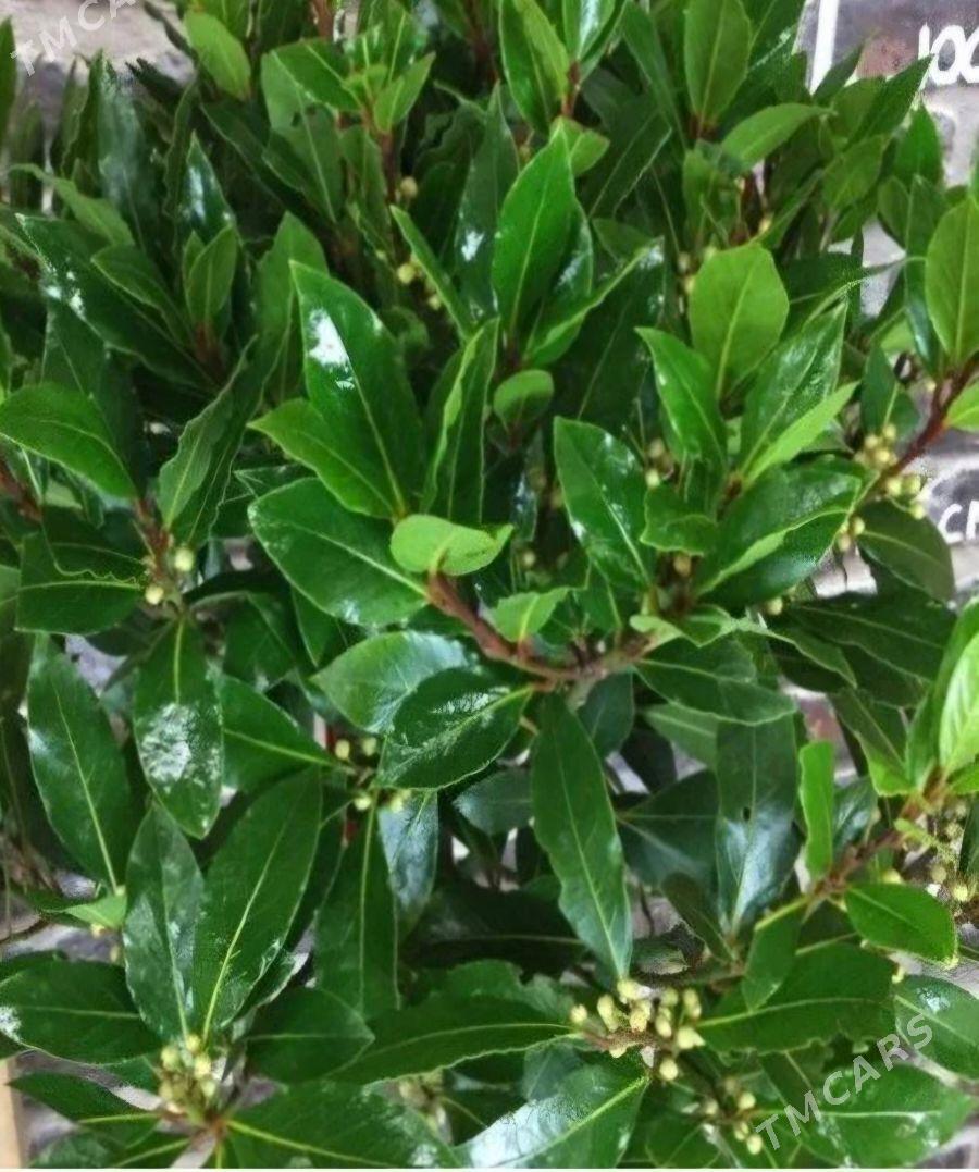 TURK NAHAL LAWROWIY LIST - Änew - img 6