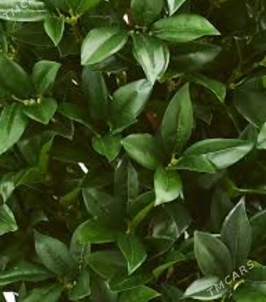 TURK NAHAL LAWROWIY LIST - Änew - img 4