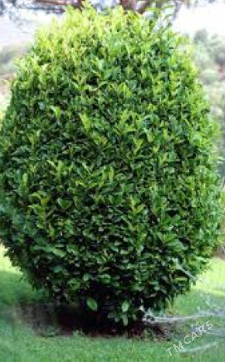 TURK NAHAL LAWROWIY LIST - Änew - img 7