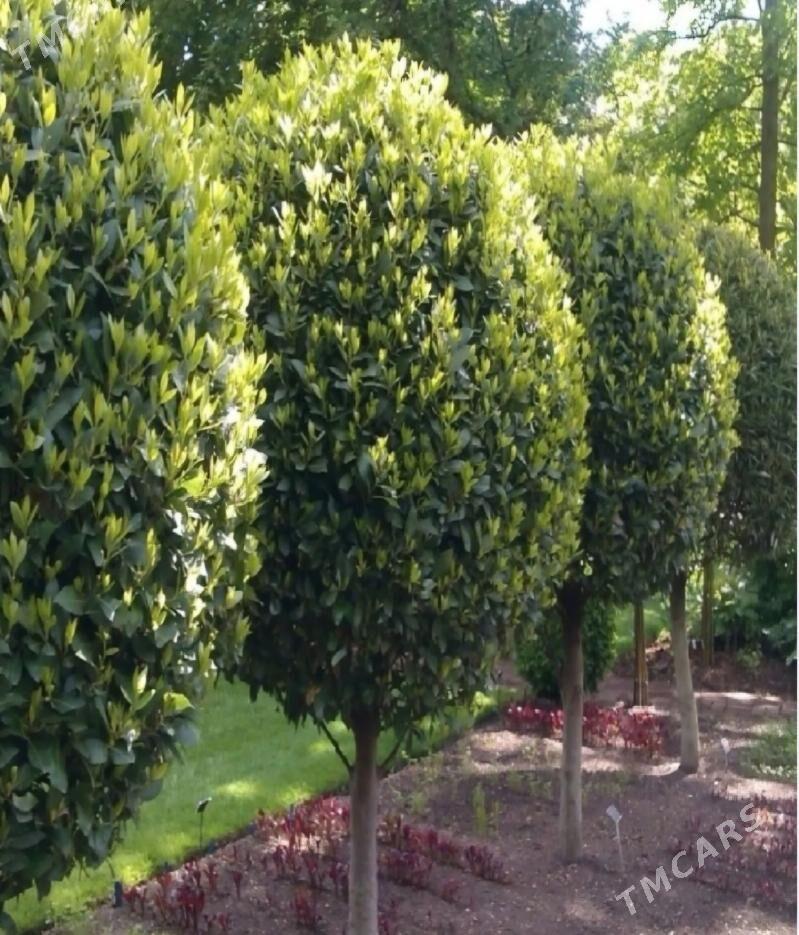 TURK NAHAL LAWROWIY LIST - Änew - img 9