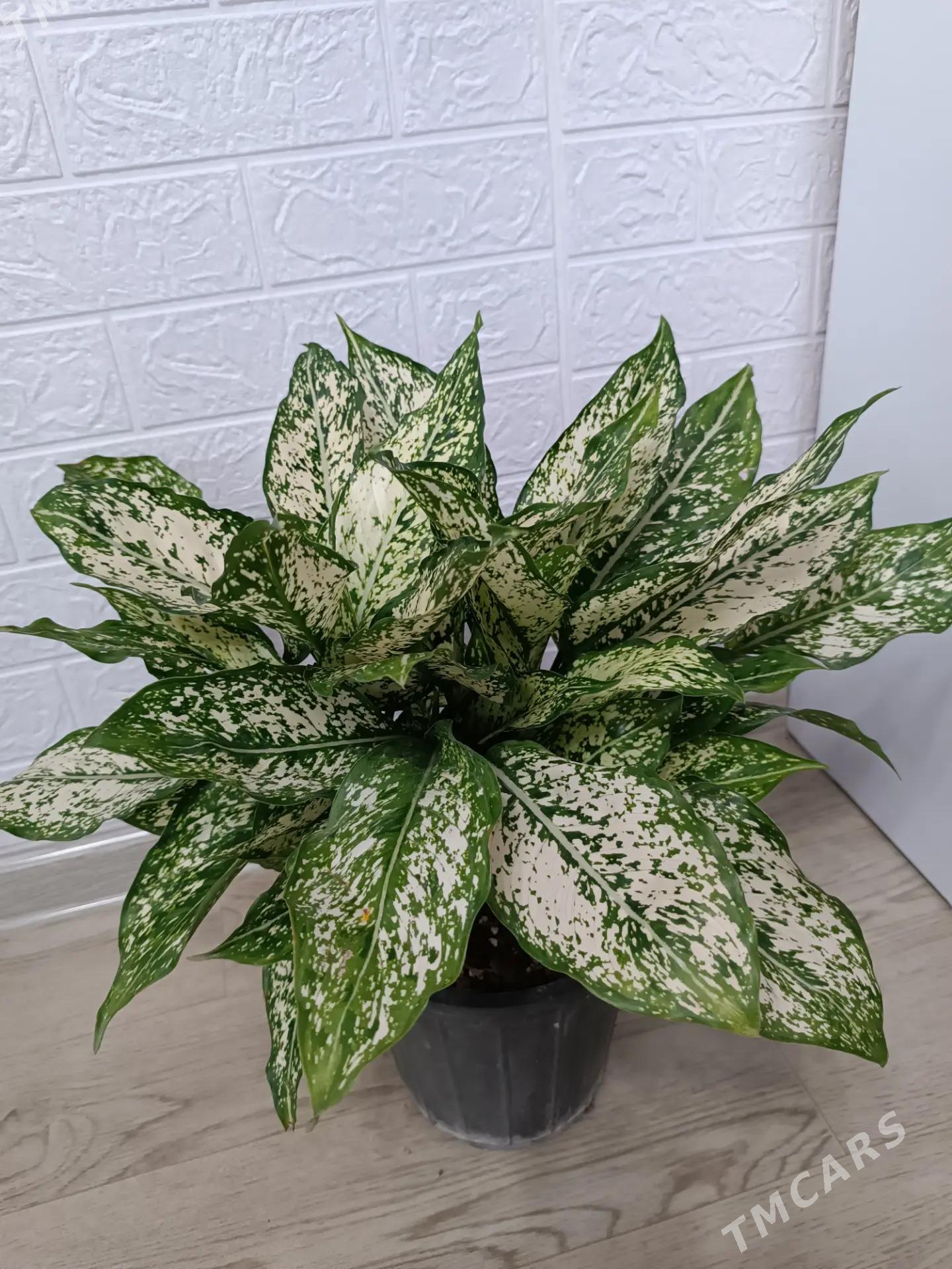 АГЛАОНЕМА ДАЙМОНД - Aşgabat - img 3