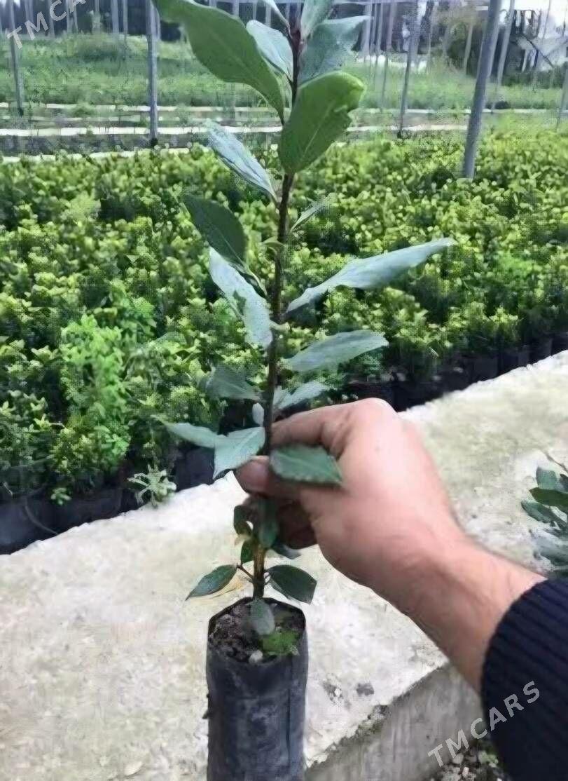 TURK NAHAL LAWROWIY LIST - Änew - img 2