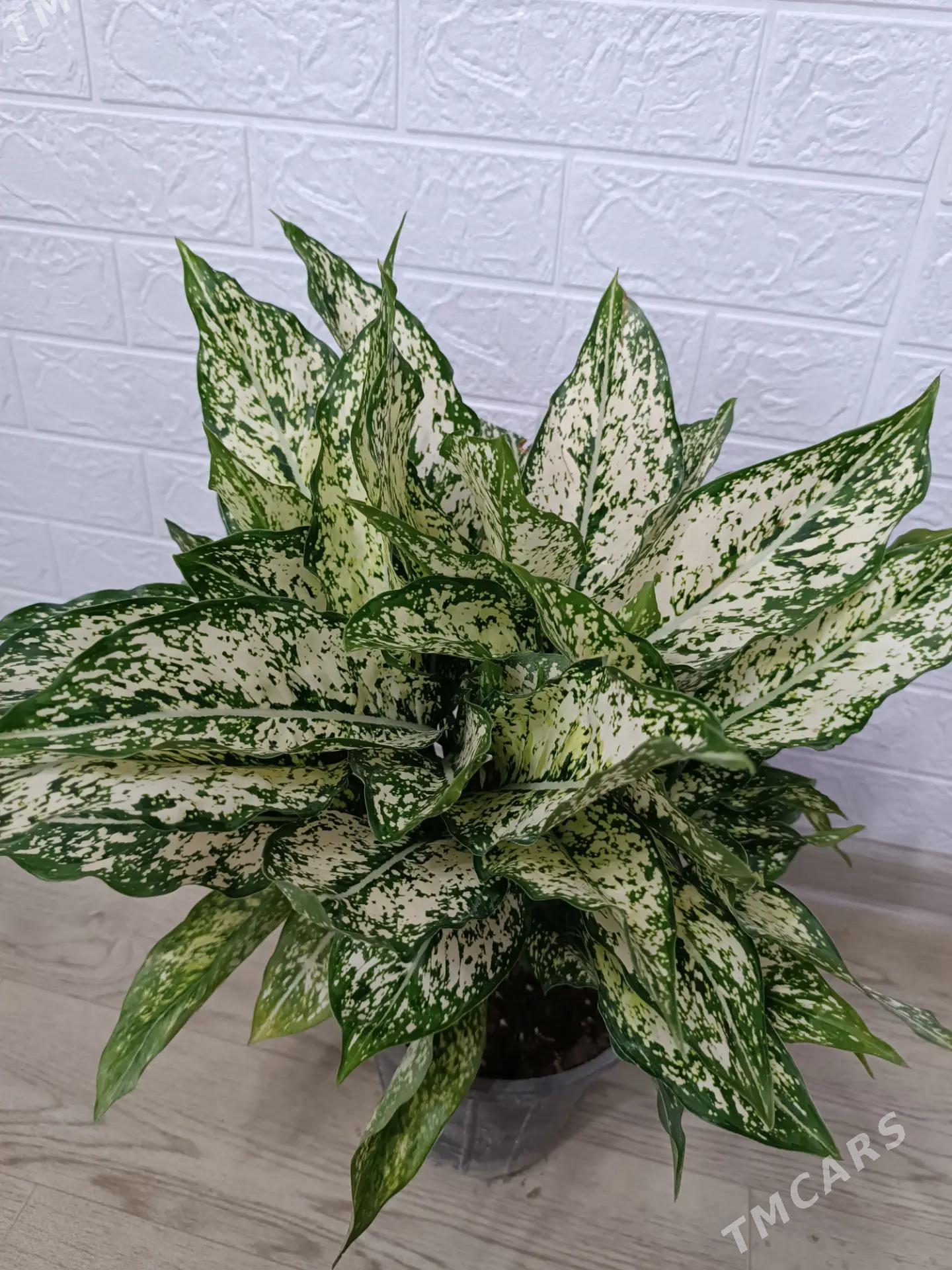 АГЛАОНЕМА ДАЙМОНД - Aşgabat - img 1