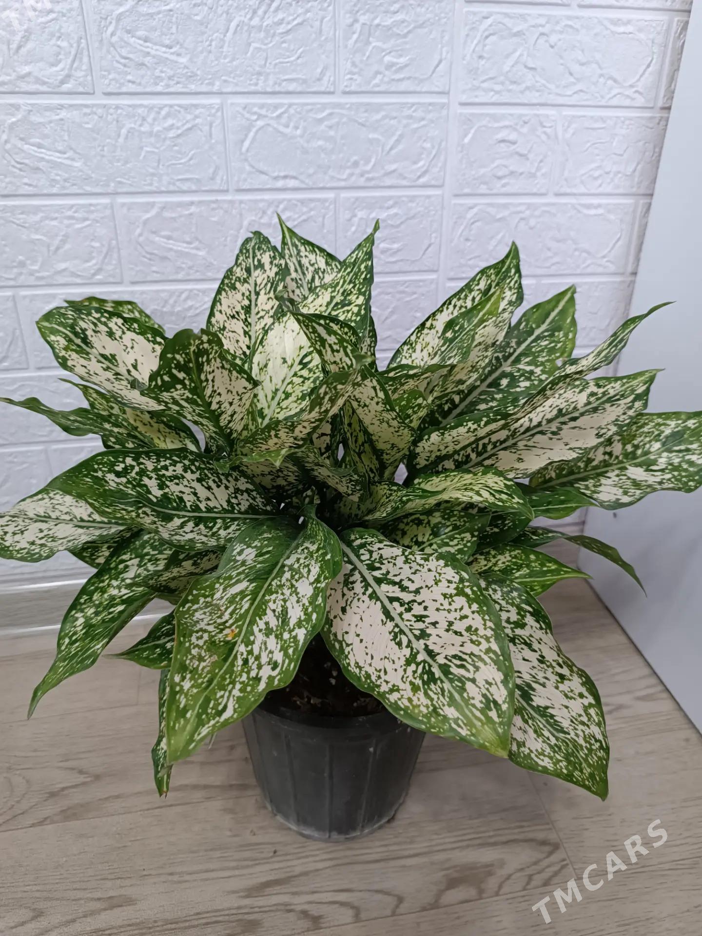 АГЛАОНЕМА ДАЙМОНД - Aşgabat - img 4