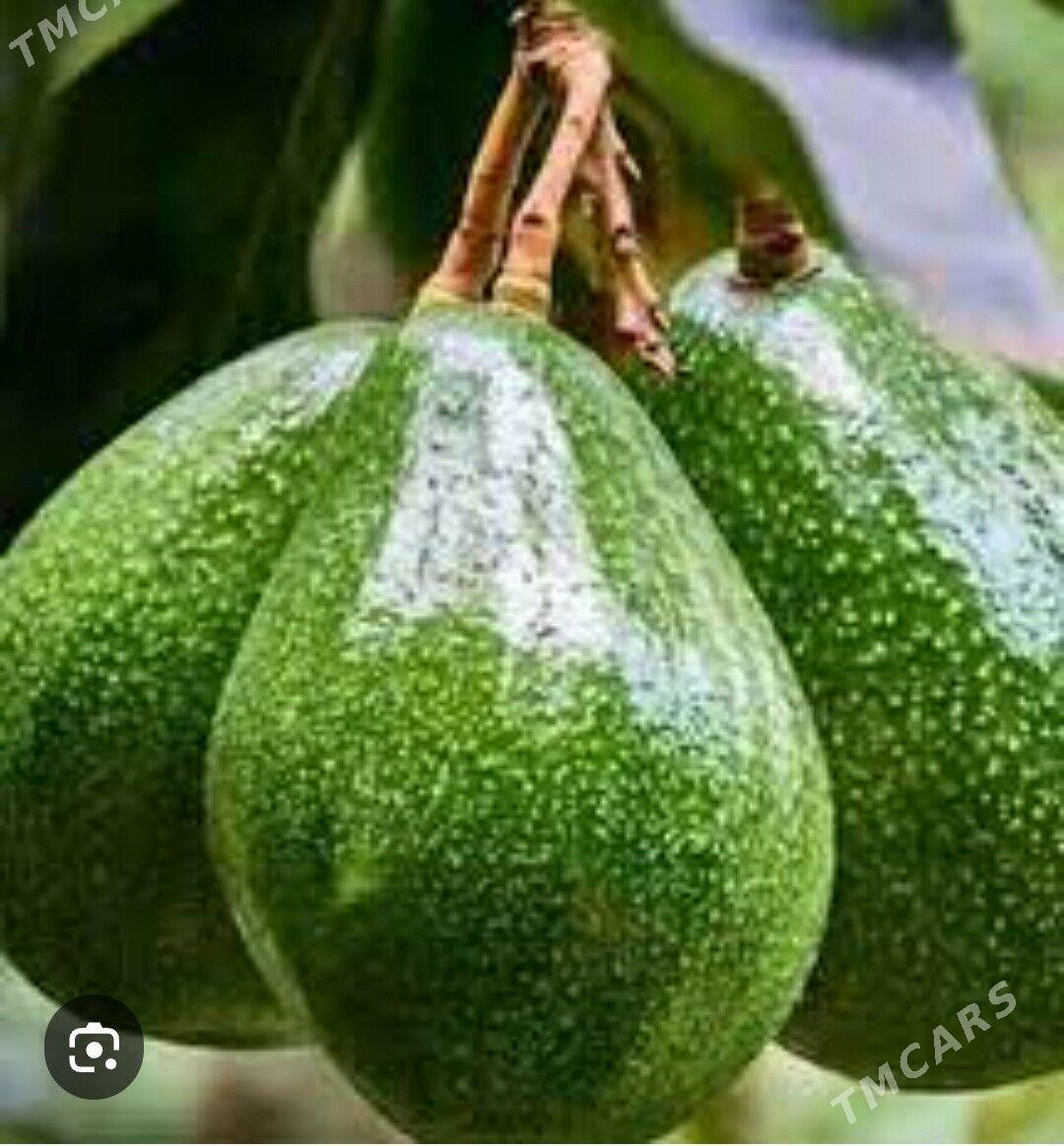 TURK NAHAL AWAKADO - Änew - img 1