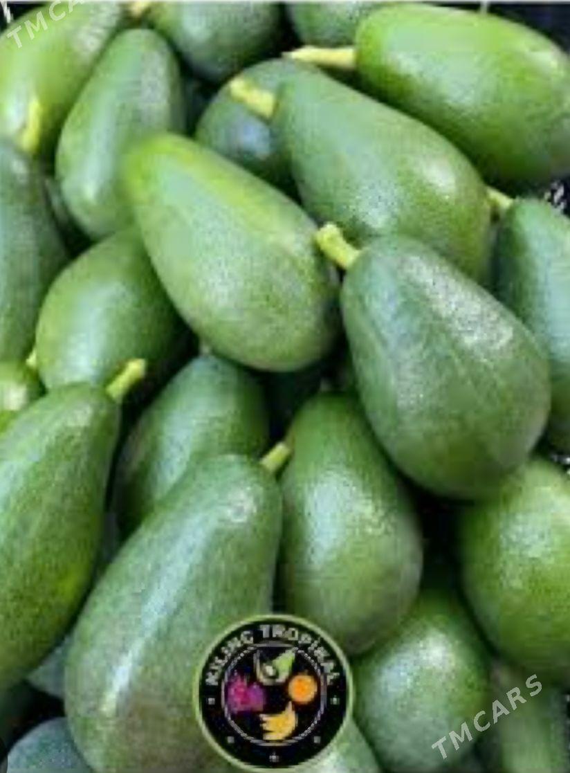 TURK NAHAL AWAKADO - Änew - img 3