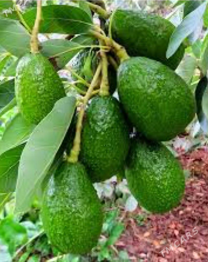 TURK NAHAL AWAKADO - Änew - img 7