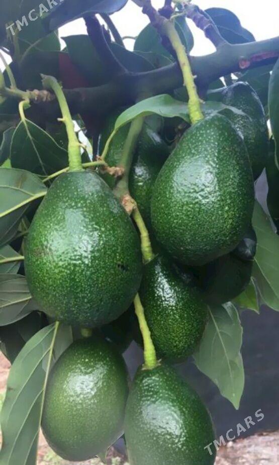 TURK NAHAL AWAKADO - Änew - img 6