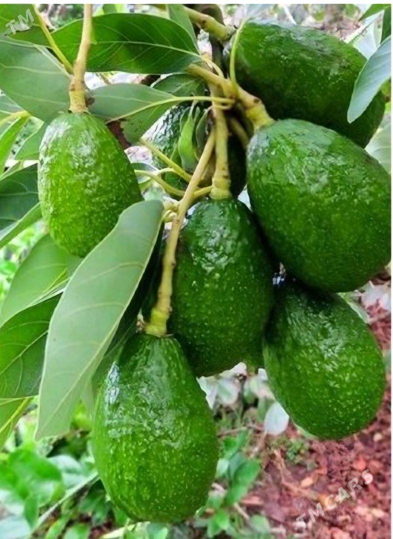 TURK NAHAL AWAKADO - Änew - img 2