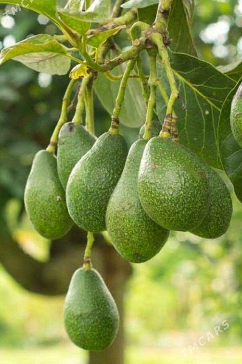 TURK NAHAL AWAKADO - Änew - img 5