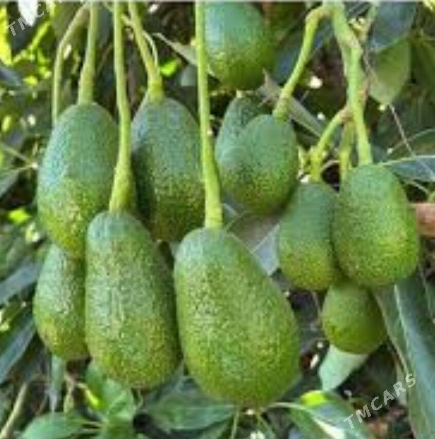 TURK NAHAL AWAKADO - Änew - img 4