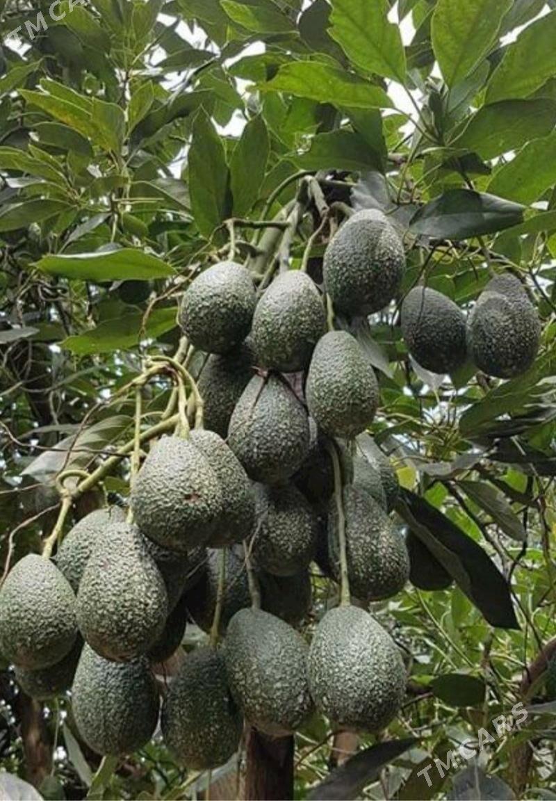 TURK NAHAL AWAKADO - Änew - img 9