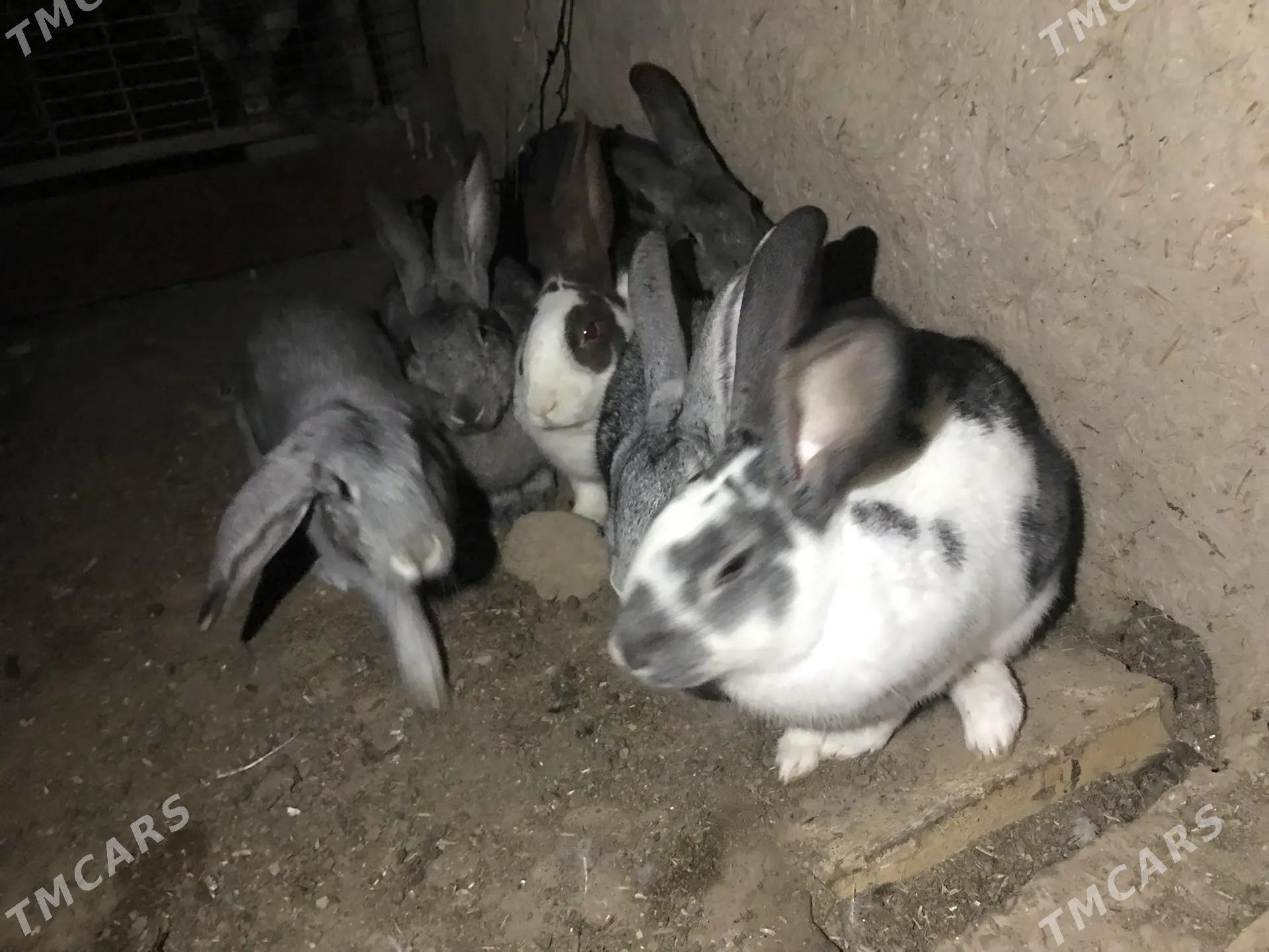 MESNİ TOWSAN ABMEN - Çärjew - img 1