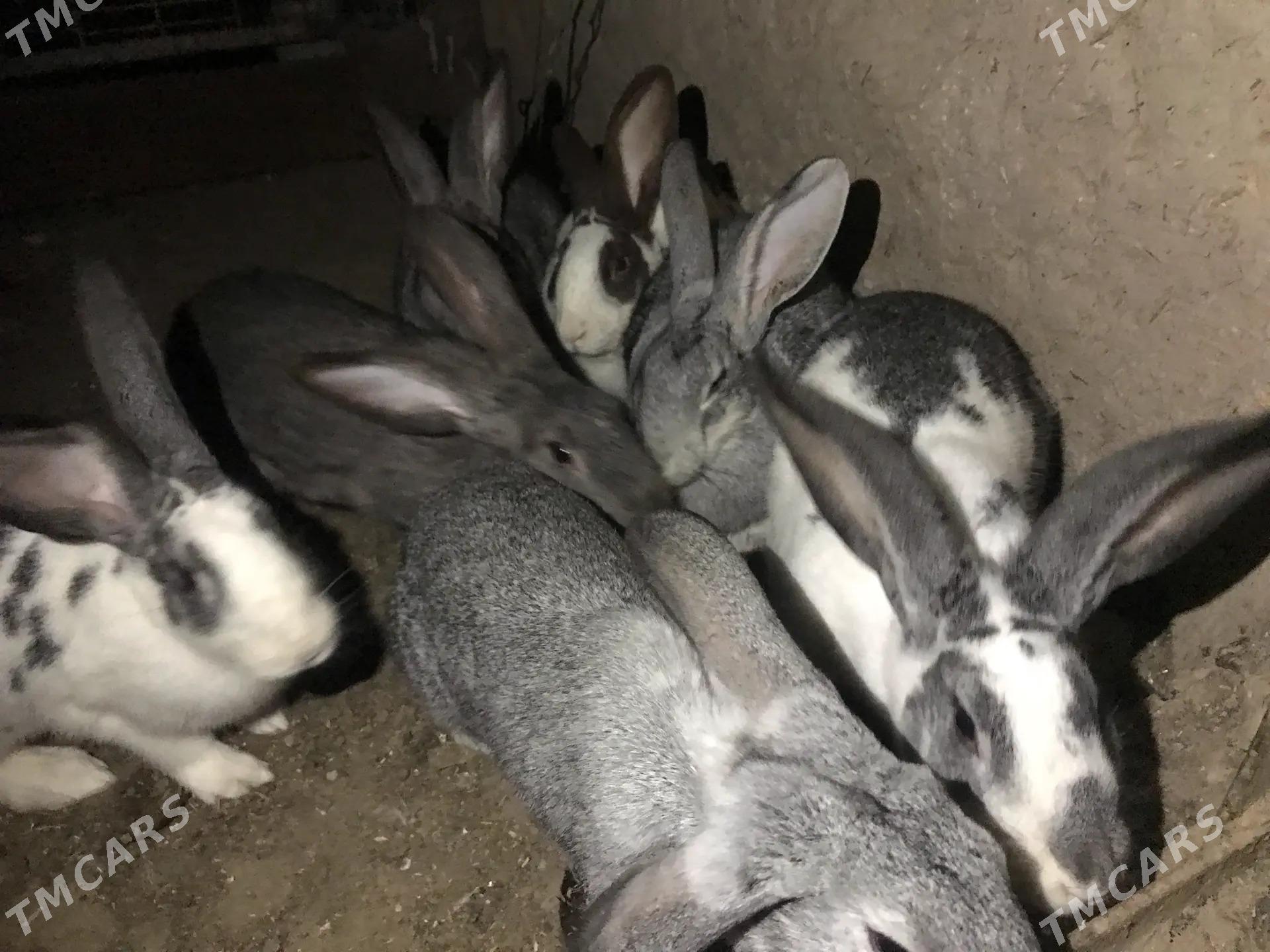 MESNİ TOWSAN ABMEN - Çärjew - img 3