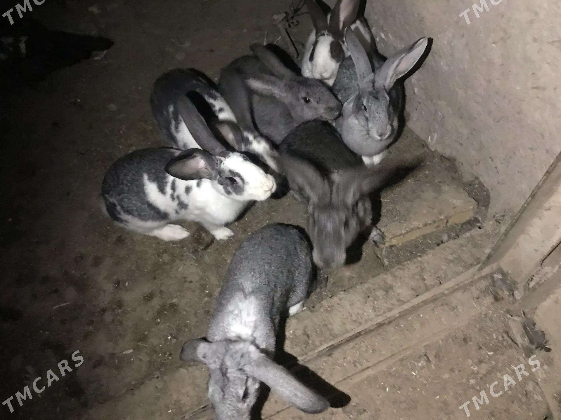 MESNİ TOWSAN ABMEN - Çärjew - img 2