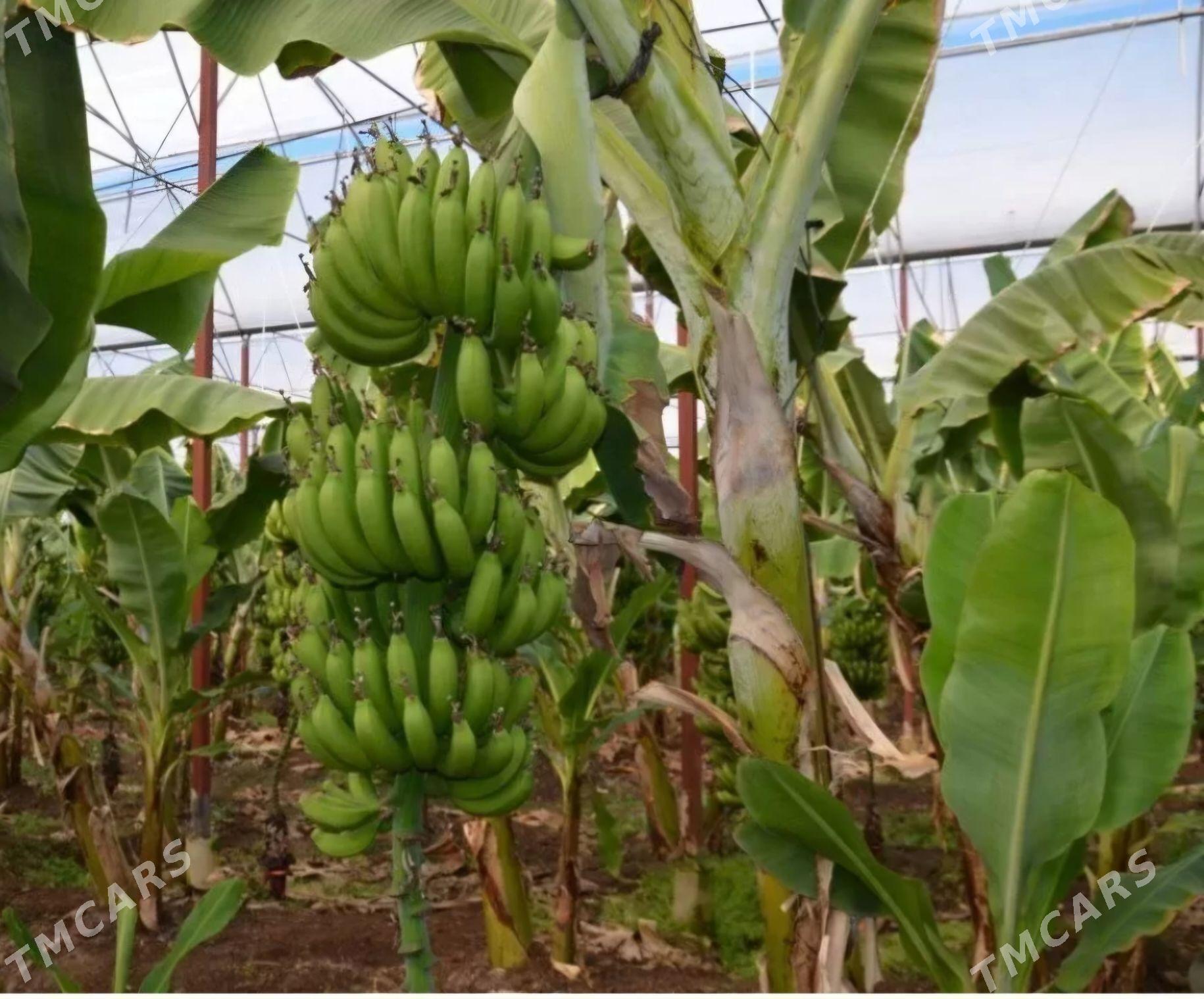 TURK NAHAL BANAN - Änew - img 9