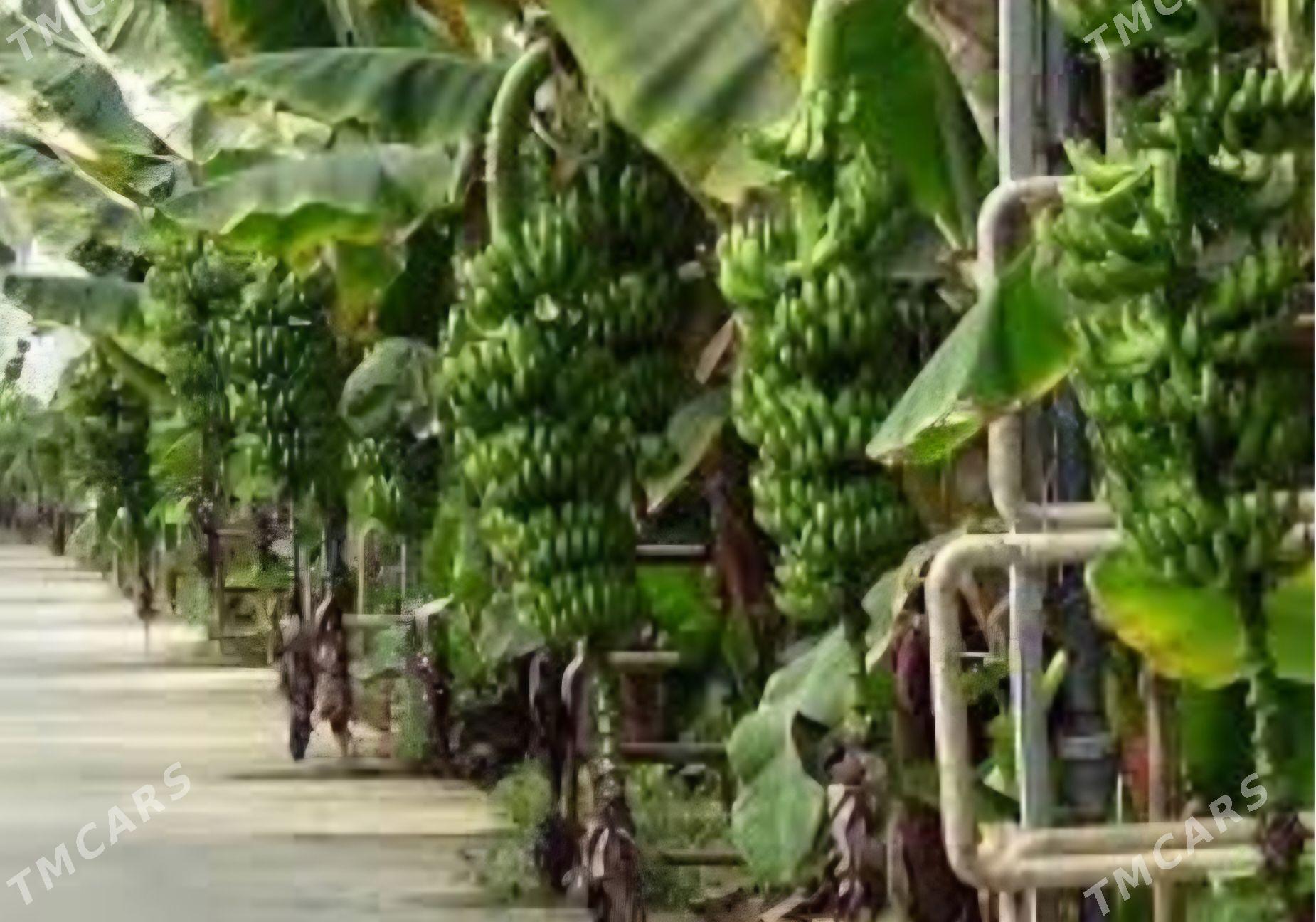 TURK NAHAL BANAN - Änew - img 4