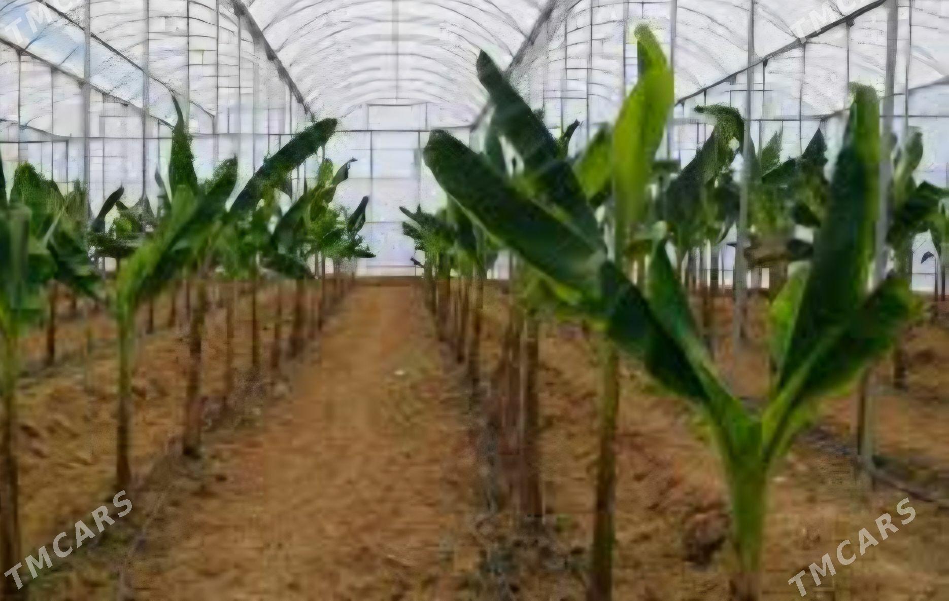 TURK NAHAL BANAN - Änew - img 7