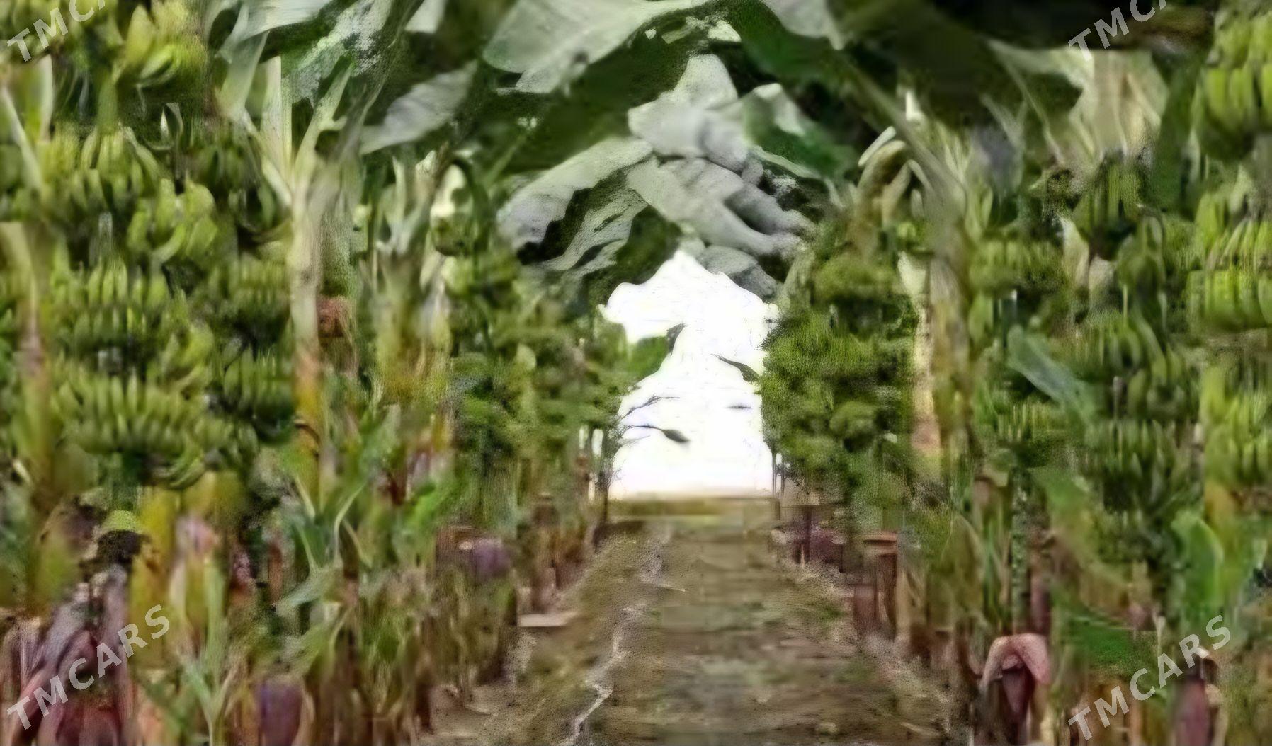 TURK NAHAL BANAN - Änew - img 6