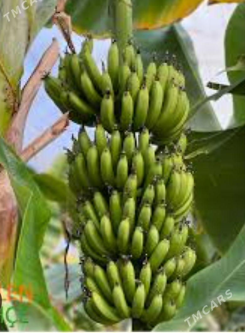 TURK NAHAL BANAN - Änew - img 3