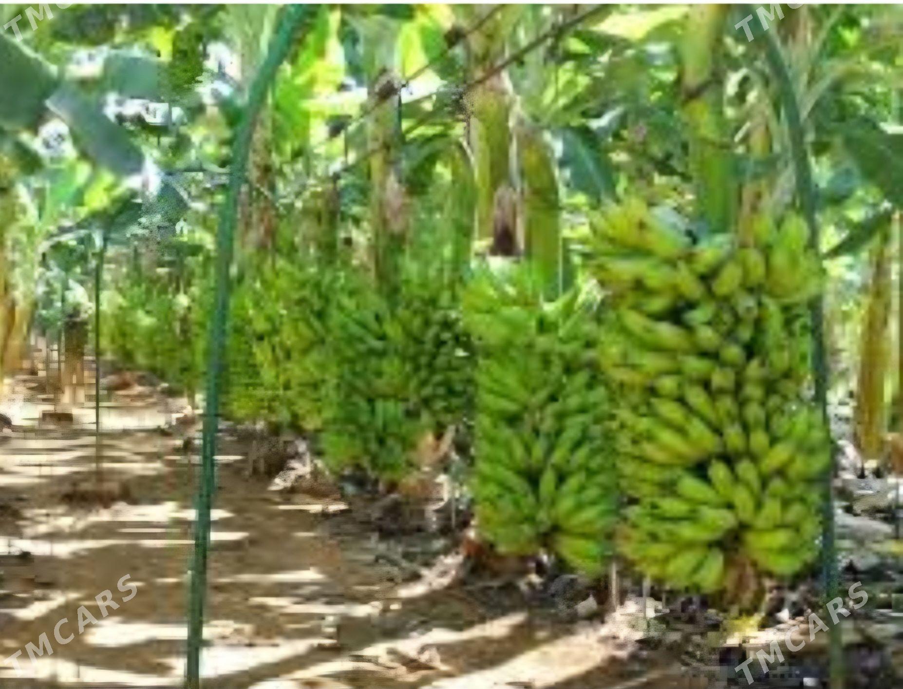 TURK NAHAL BANAN - Änew - img 5