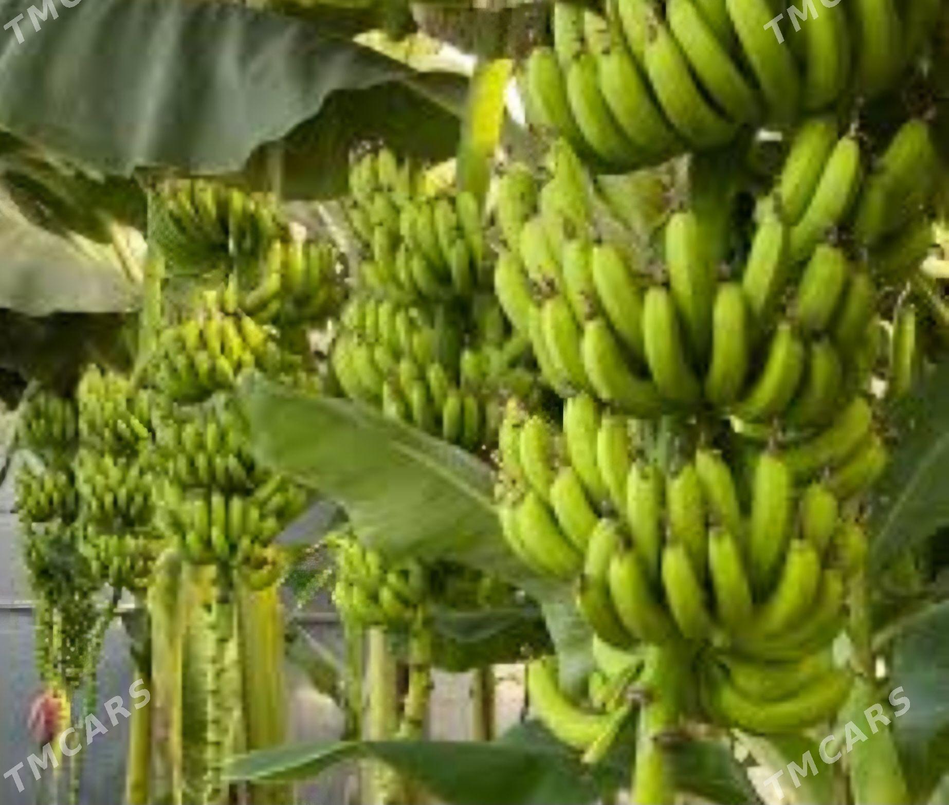 TURK NAHAL BANAN - Änew - img 2