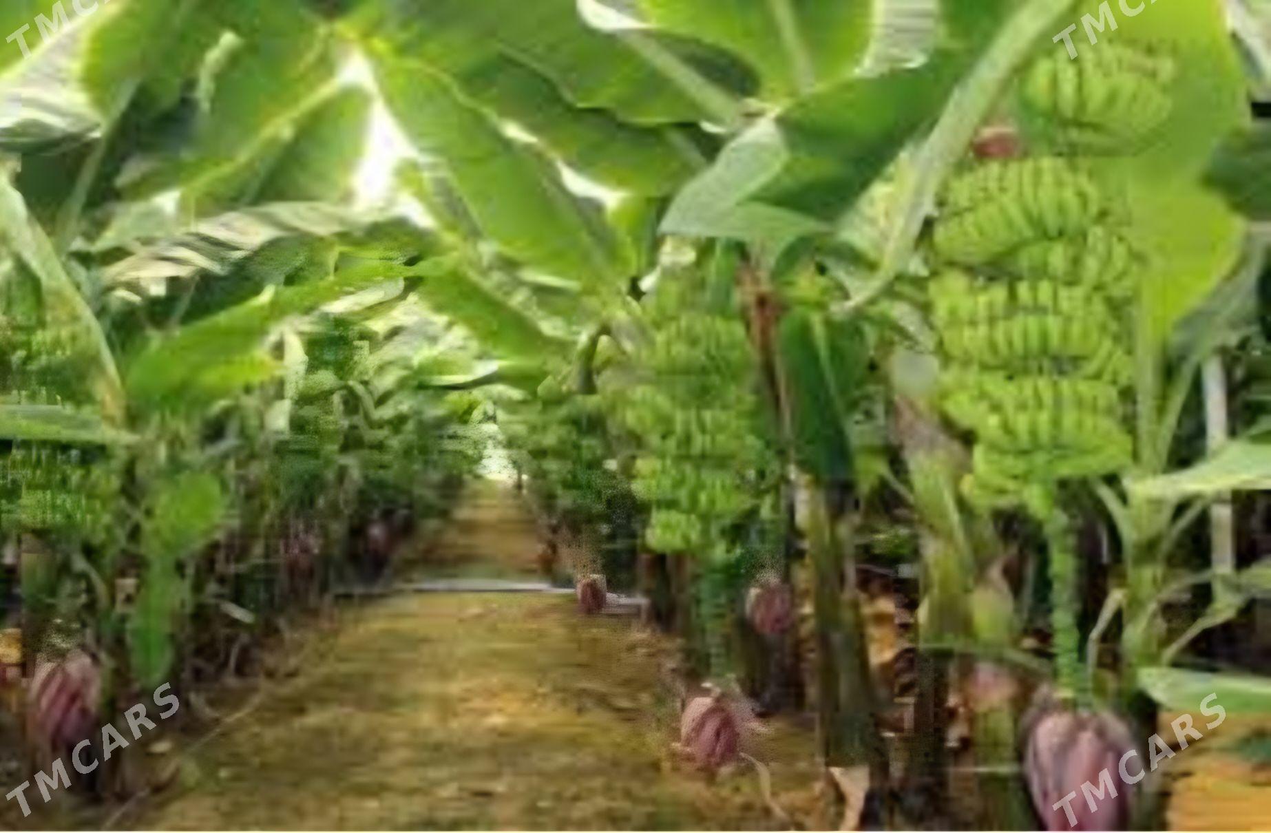 TURK NAHAL BANAN - Änew - img 8