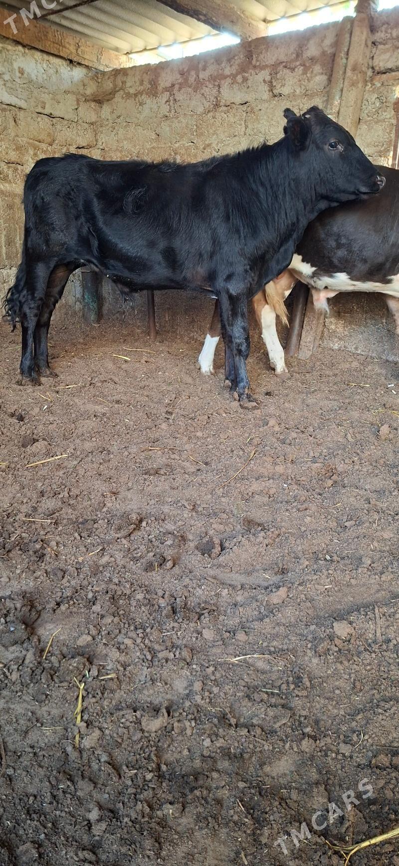 Öküz - Büzmeýin - img 1