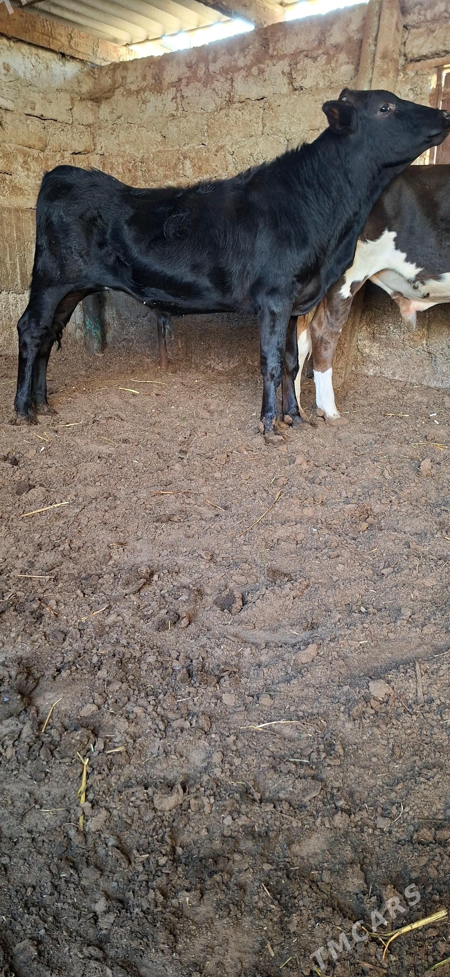 Öküz - Büzmeýin - img 3