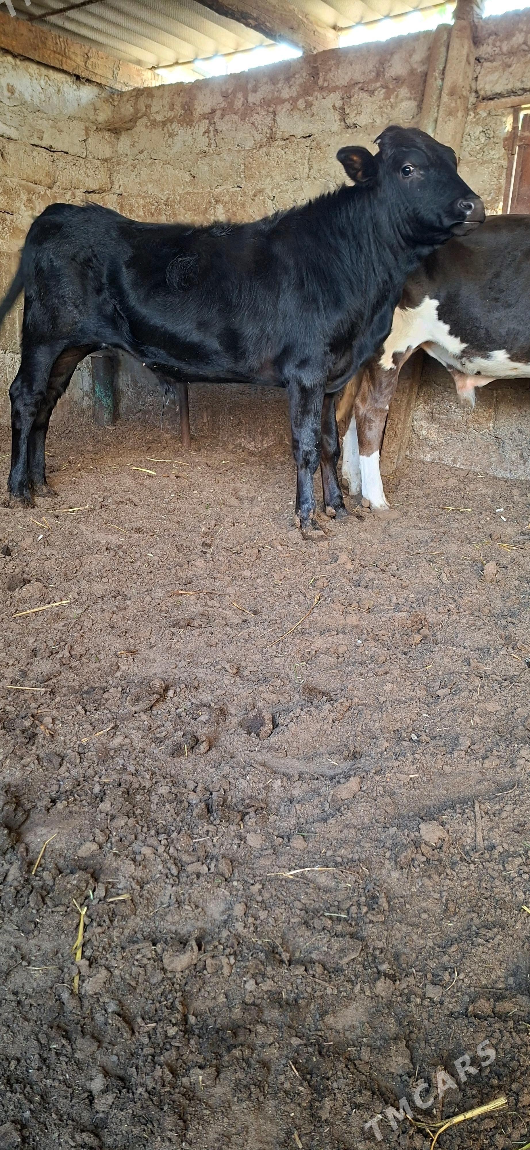 Öküz - Büzmeýin - img 2