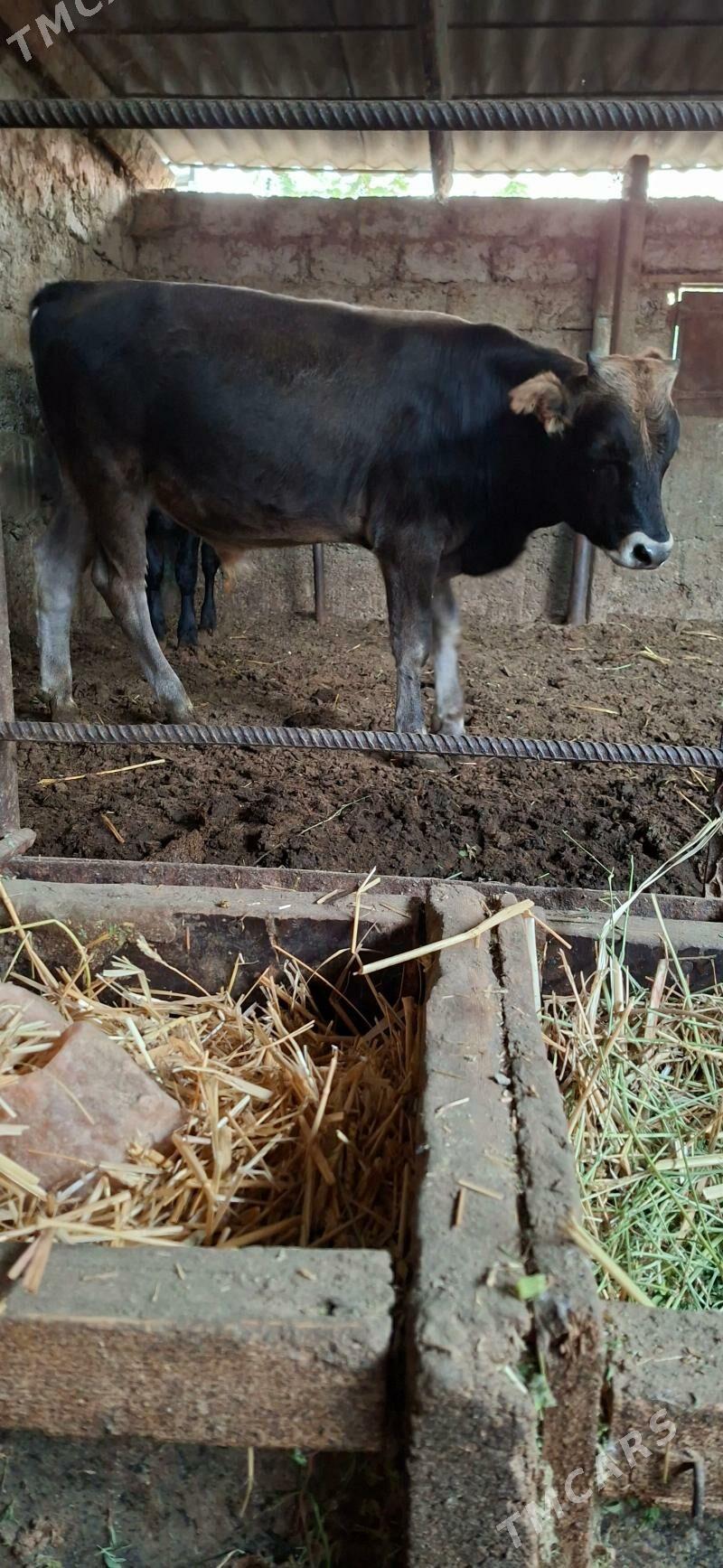 Öküz - Büzmeýin - img 3