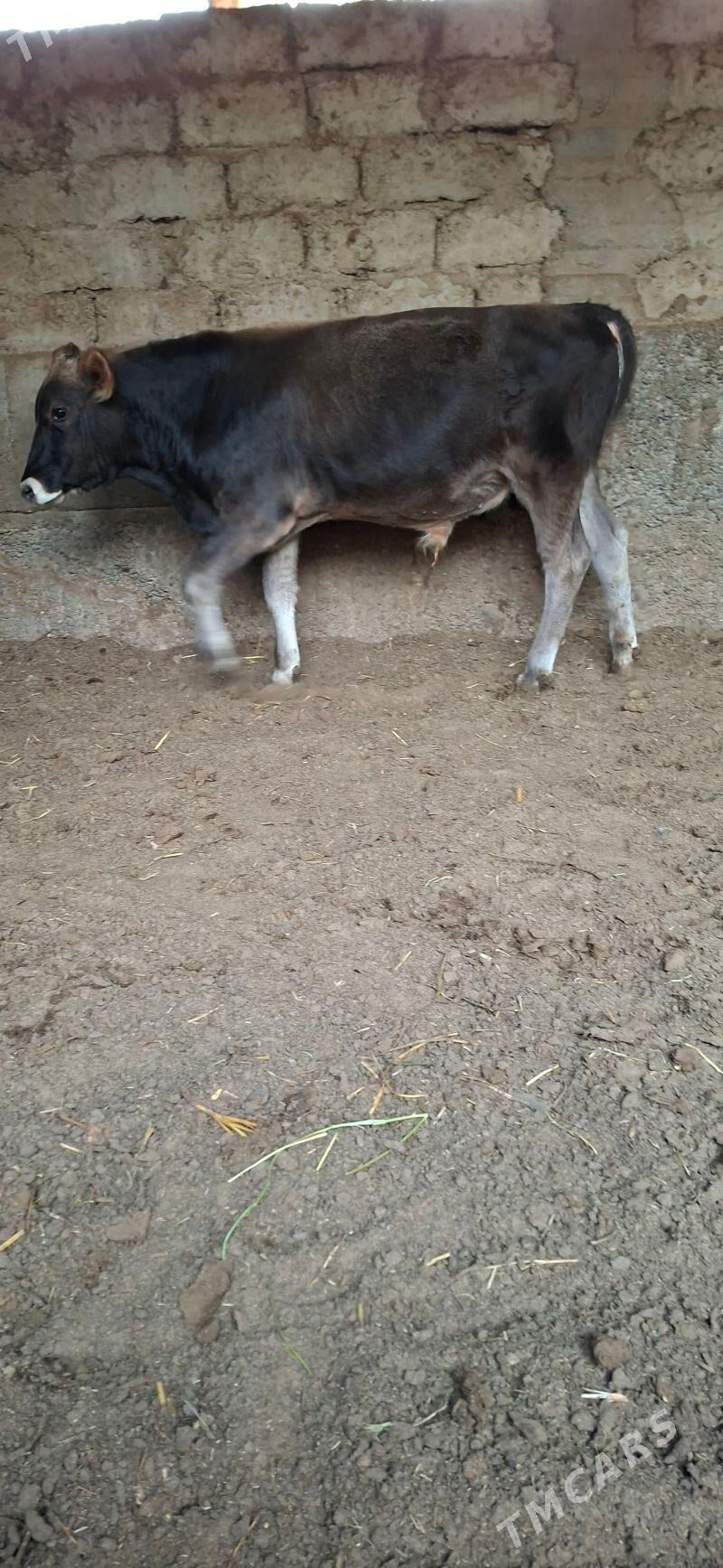 Öküz - Büzmeýin - img 1