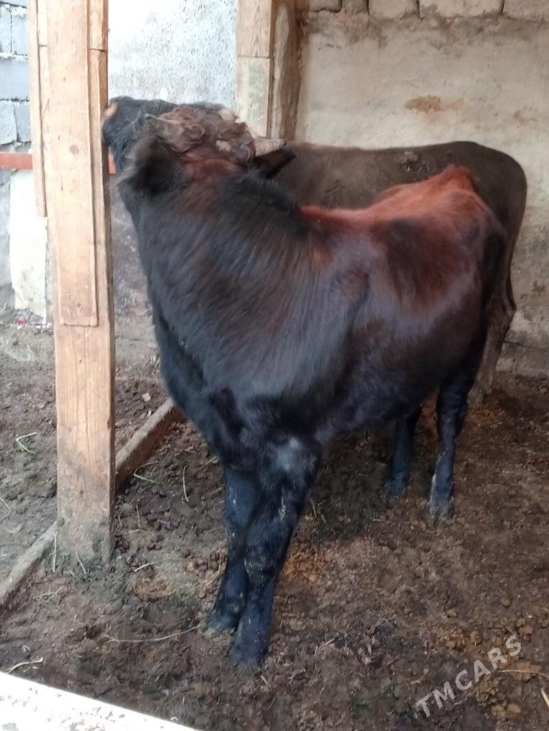 Okuz - Aşgabat - img 6