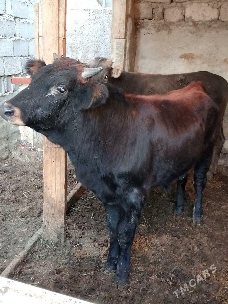 Okuz - Aşgabat - img 1