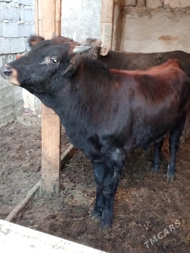 Okuz - Aşgabat - img 2